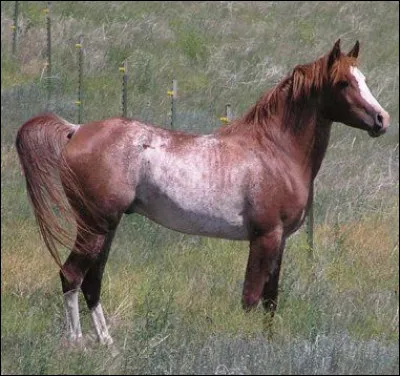 Comment appelle-t-on cette robe ?