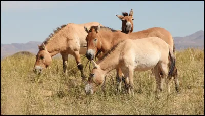 Quel est l'ancêtre du cheval ?