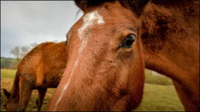 Quel est le record d'âge le plus vieux chez un cheval ?