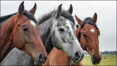 À quel âge est-il conseillé de mettre son cheval en retraite ?