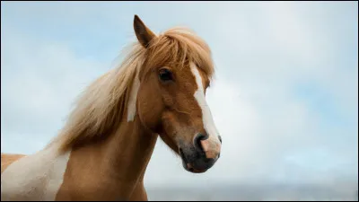 Quel est le nom du diplôme que l'on passe à cheval ?