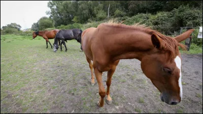 Le cheval gratte le sol, se regarde les flancs, a un gros manque d'appétit et se couche plus longtemps que la normale. Qu'a-t-il ?