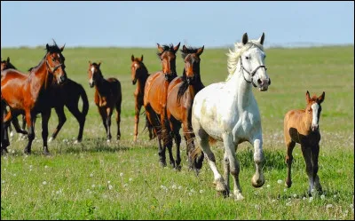 Les chevaux sont solitaires et n'aiment pas partager leur pâture avec d'autres individus.