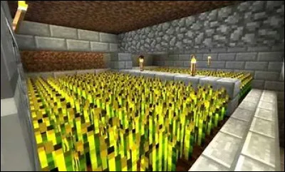 Existe-t-il un procédé pour accélérer la croissance des cultures comme le blé ?