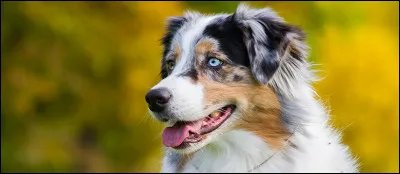 Quelle est cette race de chien ?