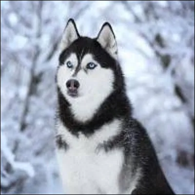 Quelle est cette race de chien ?