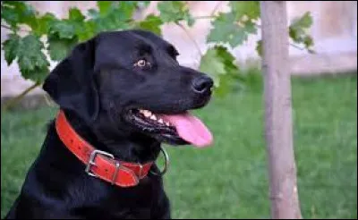 Quelle est cette race de chien ?