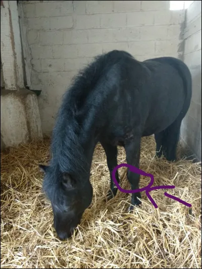 Comment s'appelle la partie pointée ?