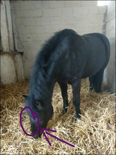 Comment s'appelle la partie pointée ?