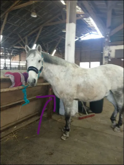 Comment s'appelle la partie pointée ?