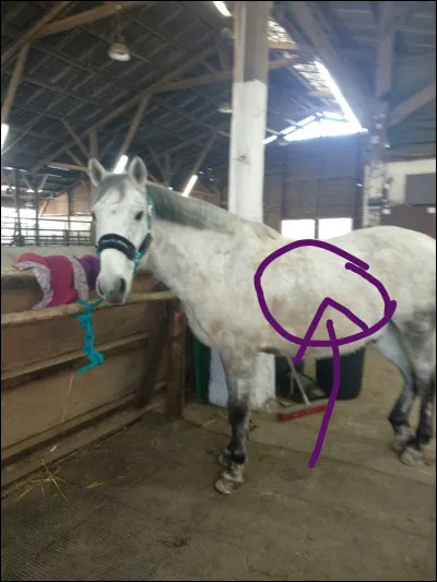 Comment s'appelle la partie pointée ?