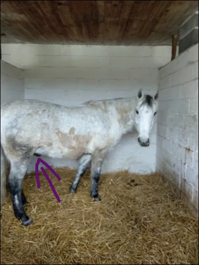 Comment s'appelle la partie pointée ?