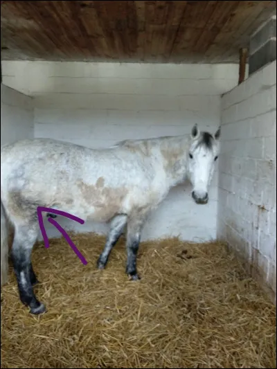 Comment s'appelle la partie pointée ?