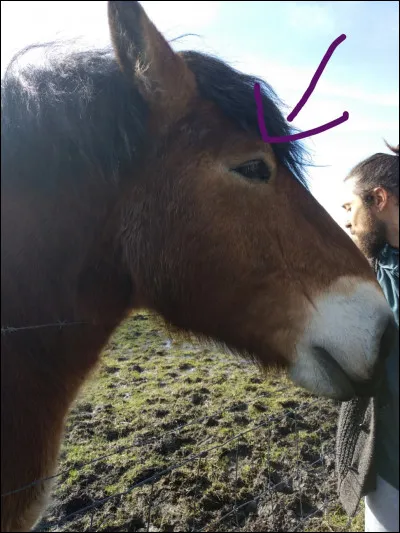 Comment s'appelle la partie pointée ?