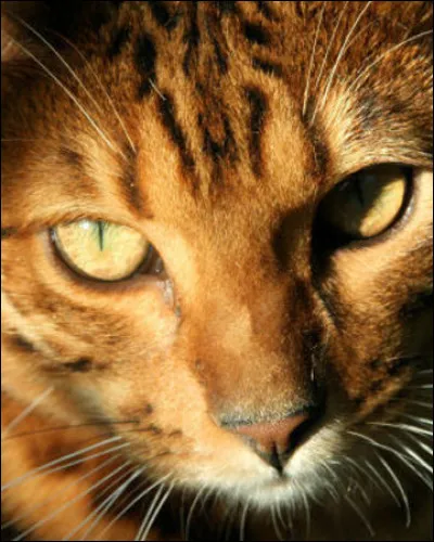 Finalement, tu attends les petits de Mousse Rouge et ta sur a mis bas.
Que penses-tu des chatons que tu portes ?