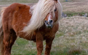 Quiz Poneys