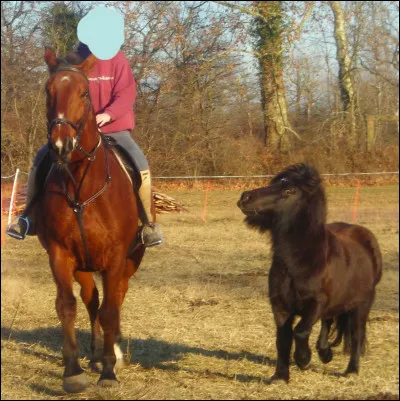 Quelle est la taille moyenne d'un shetland ?