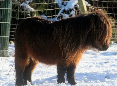 Quelle est l'affirmation correcte ?
Le shetland est...
