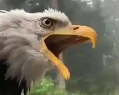 Quel est le cri de l'aigle ?