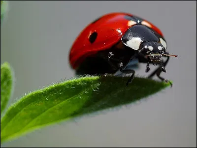 Que mangent les coccinelles ?