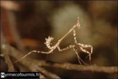 Ce bel insecte vit dans le sud de la France. Il possède plusieurs appellations :