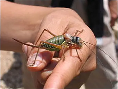 Elle fait partie de la famille des sauterelles , ne vole pas, ses antennes sont aussi longues que son corps. Elle peut aller du vert au brun strié de jaune. Elle mesure de 25 à 30 mm grignote végétaux et petits insectes, elle est menacée par les pesticides. Vous pourrez observer cet insecte dans notre région, comment s'appelle t-il ?