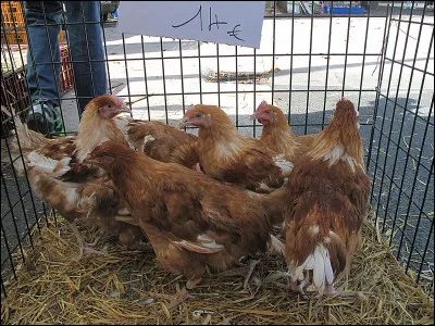 T&eacute;moin de moralit&eacute;, c'est le...