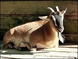 Quelle est cette chvre ?