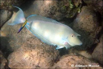 Quel est le nom de ce magnifique poisson ?
