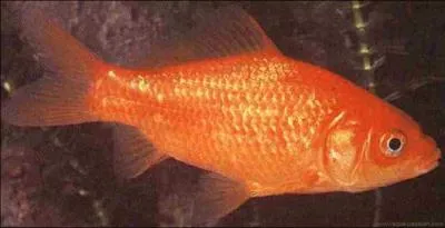 Quel est le nom de ce petit poisson ?