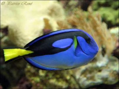 Quel est le nom de ce poisson ?