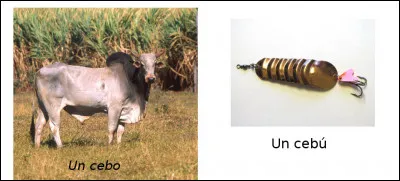 Est-ce vrai ou faux ?