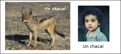 Est-ce vrai ou faux ?