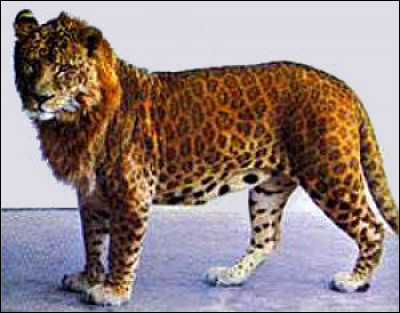 Ce félin hybride est issu du croisement entre un léopard mâle et une lionne. Quel est son nom ?