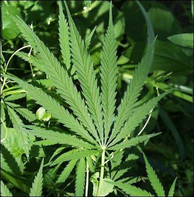 Les drivs du cannabis sont les drogues les plus consommes dans le monde. En particulier l'herbe et la rsine de cannabis. Quel est l'autre nom de la plante dont sont extraites ces drogues ?