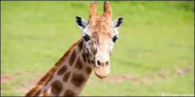 Trouvez l'humoriste grâce au titre de ce sketch : Léa la girafe !