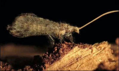 La larve de cet insecte, la chrysope perlée, est un prédateur redoutable des termites, de plus elle utilise un procédé original et meurtrier ...