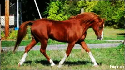 Quelle est la robe du cheval en photographie ?