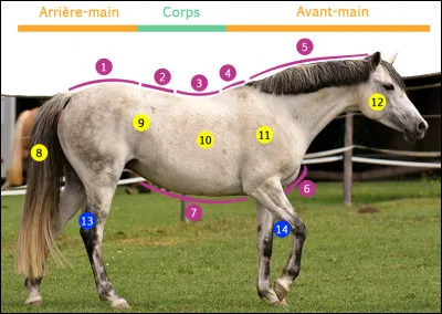 Comment s'appelle le num&eacute;ro 4 ?