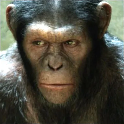 &Agrave; quel genre de singes appartient l�esp&egrave;ce rh&eacute;sus ?