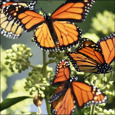 Lequel de ces insectes ravageurs est un papillon ?