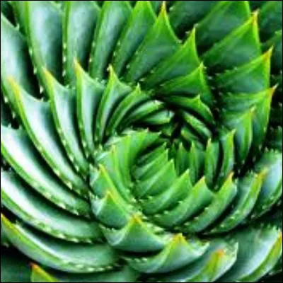 Quelle suite math&eacute;matique, dont les premiers nombres sont 0 � 1 � 1 � 2 � 3 � 5 � 8 � 13, est li&eacute;e au nombre d�or ?