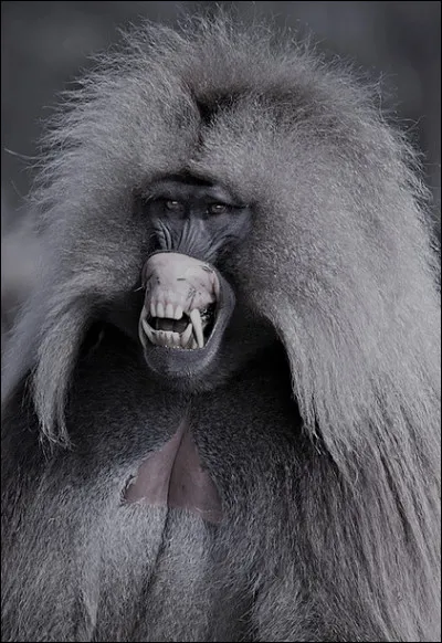 Désignés comme les terribles gardiens des tombes et protecteur des défunts dans "le livre des morts" en Égypte ancienne. Qui sont-ils ?