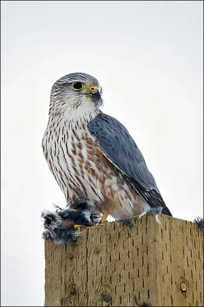 Dans le marbre blanc, il y a quelquefois une partie très dure. Elle a pour nom...