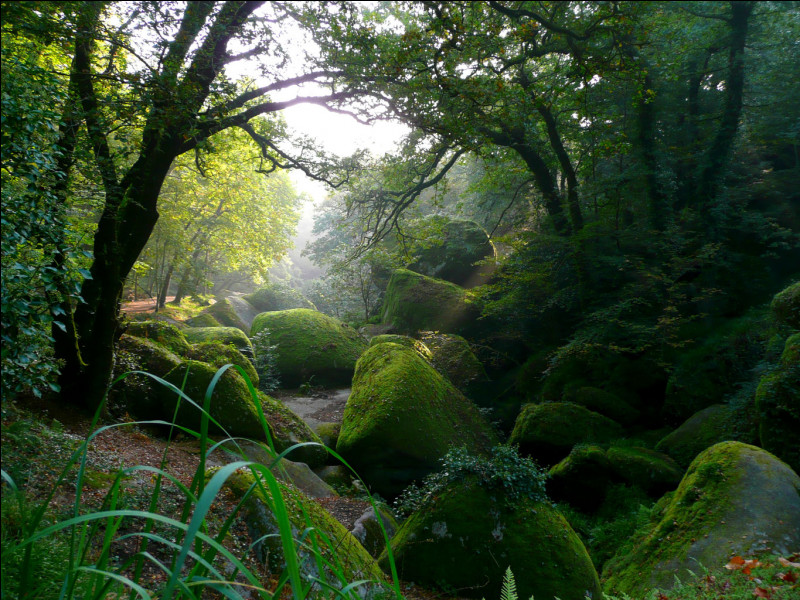 Située au sud de Morlaix dans le Parc naturel régional d’Armorique, berceau de nombreuses légendes celtes, cette forêt est surtout connue pour la curiosité et la beauté de ses rochers.Il s'agit de la forêt de...