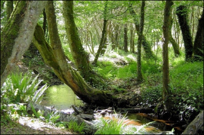 Connue pour ses récits légendaires, vous aurez besoin d'un druide pour vous guider au cœur de cette forêt. Le poète anglo-normand Robert Wace l’a fait entrer dans l’histoire dès le 12e siècle avec le Roman de Rou. Nous sommes dans la mythique forêt de...