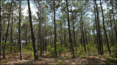 Née sous l'impulsion de Louis-Napoléon (Napoléon III) au XIXe siècle, je suis une forêt artificielle de pins maritimes. 
Ma superficie est d'environ 1 million d'hectares et je porte le nom de mon département. Je suis la forêt...