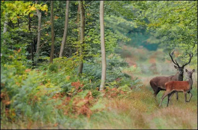 Cette forêt se situe au nord-est de Paris, dans le département de l'Oise. Riche en histoire comme le fait que Jeanne d'Arc y fut capturée ou que l'armistice de 1918 y fut signé à Rethondes. 
Bien sûr, c'est la forêt de...