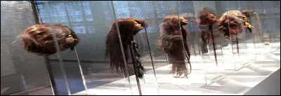 Où trouve-t-on les têtes réduites, objets rituels de vengeance afin de se faire justice ! ?