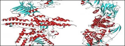 À quoi sert la toxine botulique ?